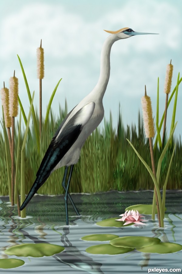 Crane in Cattails photoshop picture